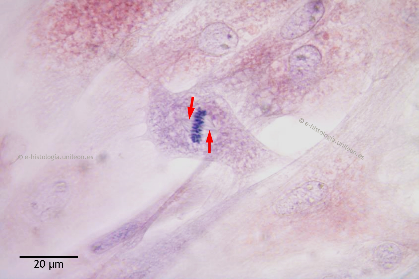Cromosomas mitóticos: huso mitótico y placa metafásica. HE. 1.150. (Metafase en fibroblasto de trucha arcoíris (O. mykiss) en cultivo celular)