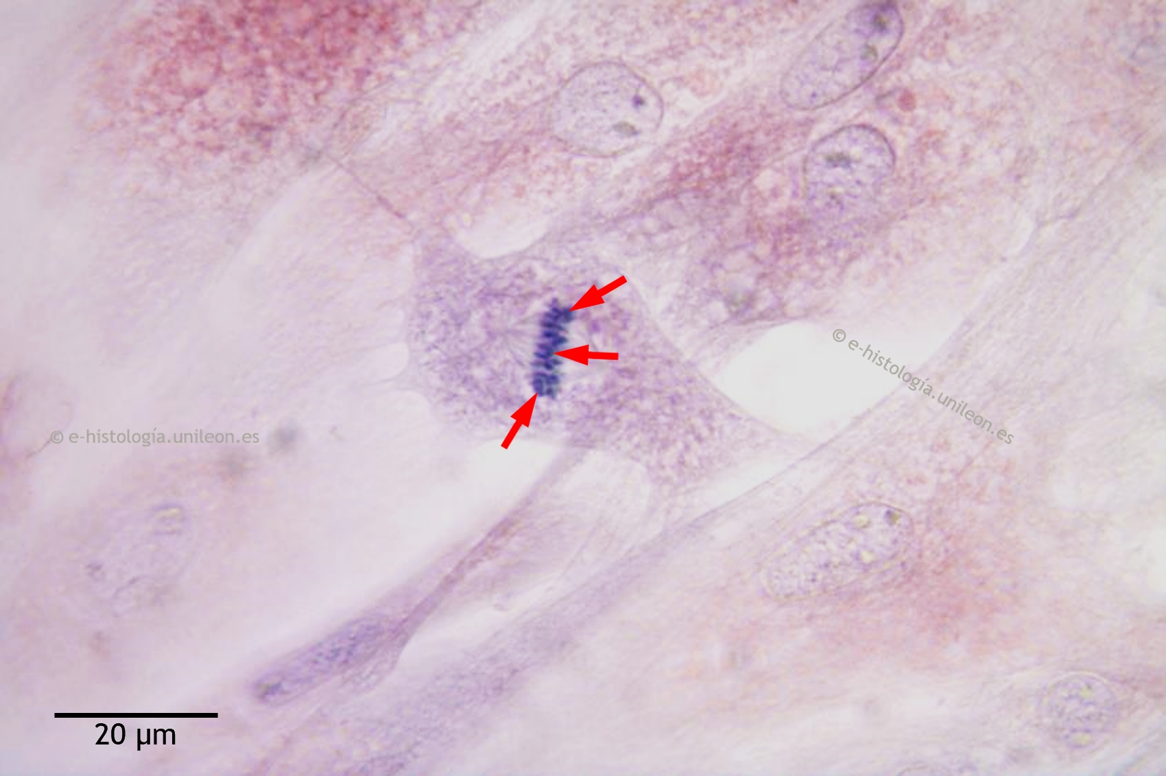 Cromosomas mitóticos: huso mitótico y placa metafásica. HE. 1.150. (Metafase en fibroblasto de trucha arcoíris (O. mykiss) en cultivo celular)