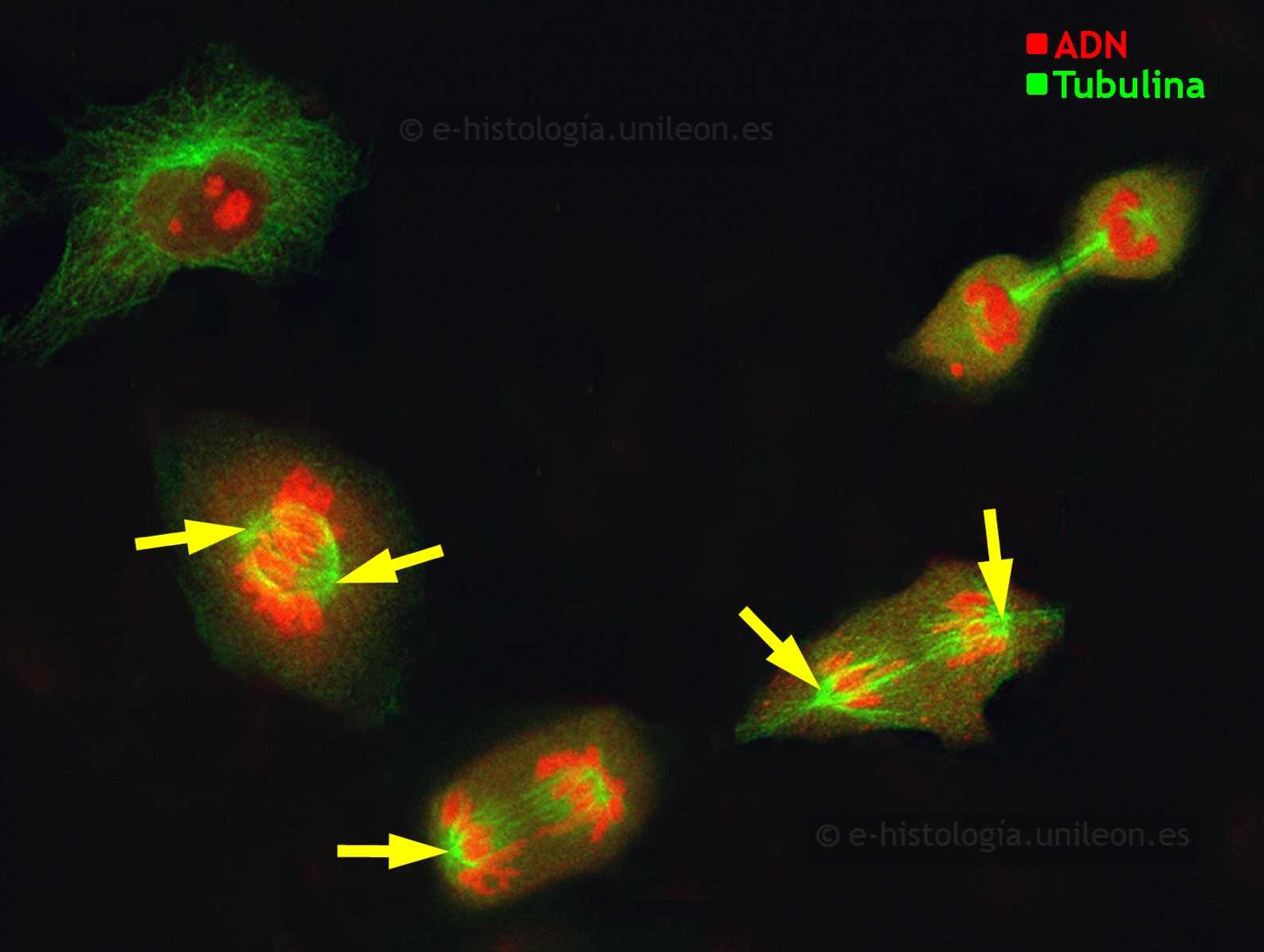 Componentes del citoesqueleto: inmunofluorescencia con anti-tubulina para visualizar  microtúbulos, centrosoma y ásteres. Núcleos teñidos con yoduro de propidio. Células en cultivo (imagen cedida por M. Lafarga, UCA - IDIVAL)