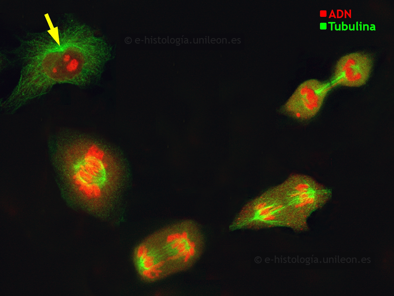 Componentes del citoesqueleto: inmunofluorescencia con anti-tubulina para visualizar  microtúbulos, centrosoma y ásteres. Núcleos teñidos con yoduro de propidio. Células en cultivo (imagen cedida por M. Lafarga, UCA - IDIVAL)