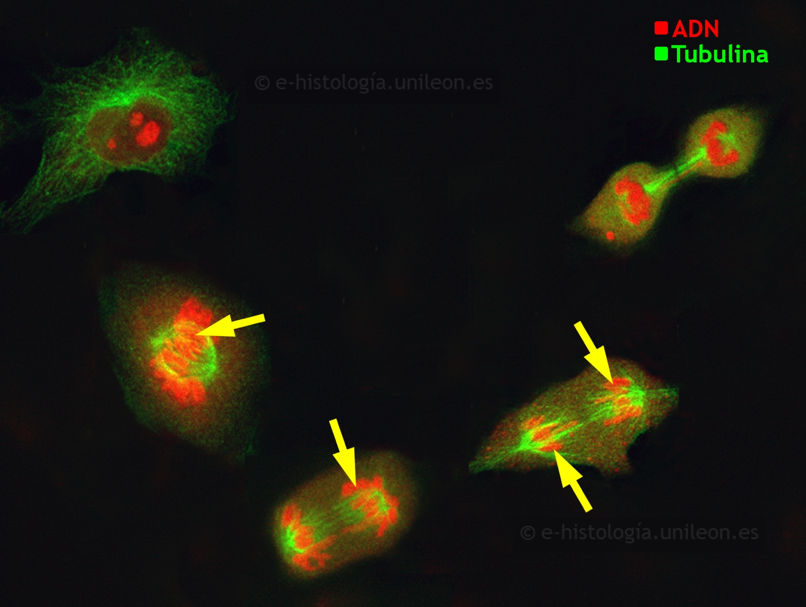 Componentes del citoesqueleto: inmunofluorescencia con anti-tubulina para visualizar  microtúbulos, centrosoma y ásteres. Núcleos teñidos con yoduro de propidio. Células en cultivo (imagen cedida por M. Lafarga, UCA - IDIVAL)