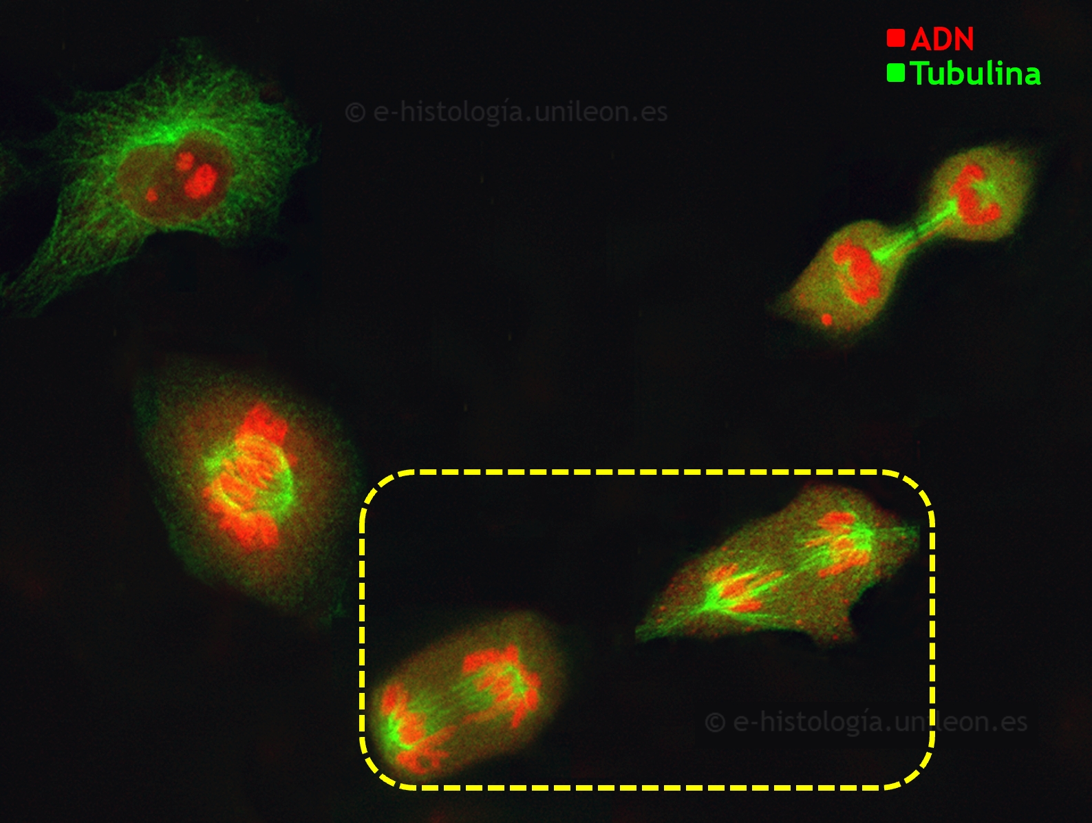 Componentes del citoesqueleto: inmunofluorescencia con anti-tubulina para visualizar  microtúbulos, centrosoma y ásteres. Núcleos teñidos con yoduro de propidio. Células en cultivo (imagen cedida por M. Lafarga, UCA - IDIVAL)