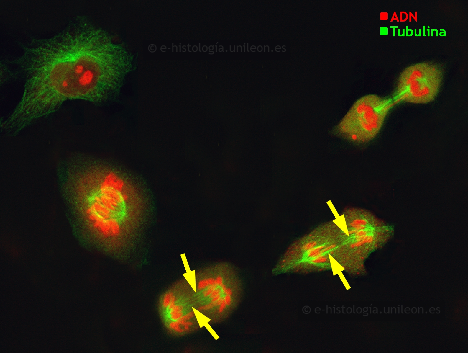 Componentes del citoesqueleto: inmunofluorescencia con anti-tubulina para visualizar  microtúbulos, centrosoma y ásteres. Núcleos teñidos con yoduro de propidio. Células en cultivo (imagen cedida por M. Lafarga, UCA - IDIVAL)