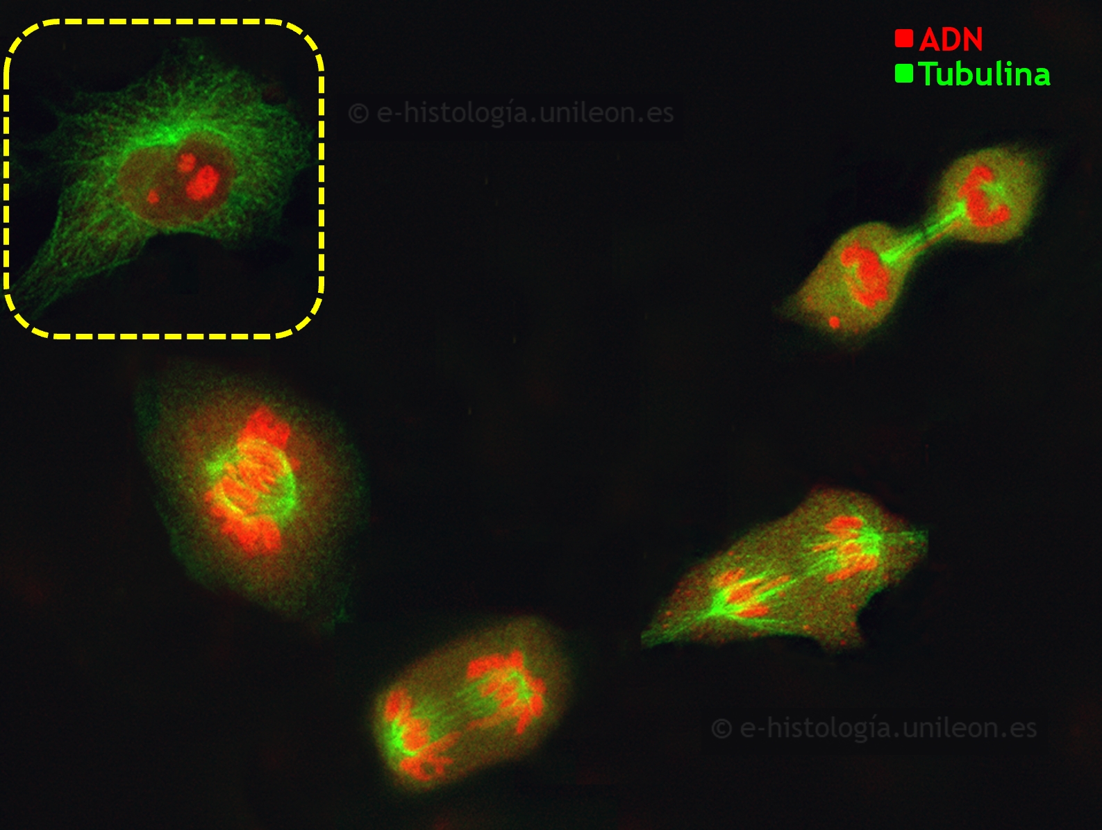 Componentes del citoesqueleto: inmunofluorescencia con anti-tubulina para visualizar  microtúbulos, centrosoma y ásteres. Núcleos teñidos con yoduro de propidio. Células en cultivo (imagen cedida por M. Lafarga, UCA - IDIVAL)