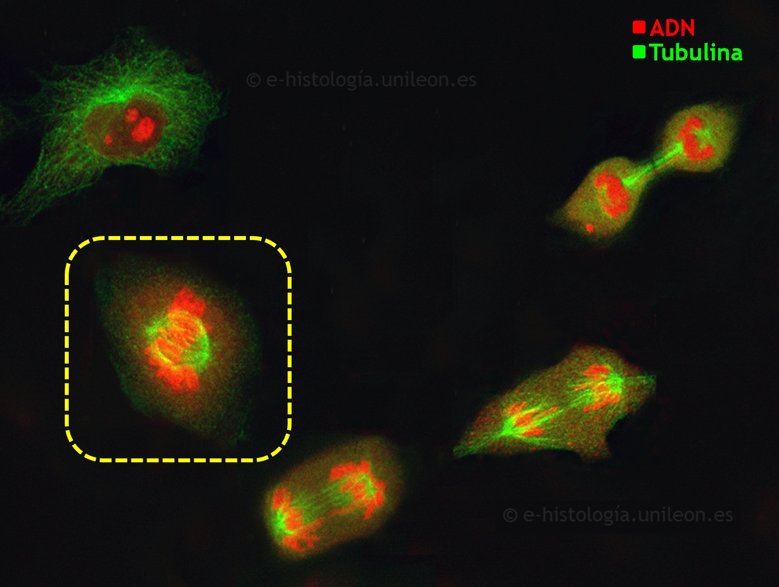 Componentes del citoesqueleto: inmunofluorescencia con anti-tubulina para visualizar  microtúbulos, centrosoma y ásteres. Núcleos teñidos con yoduro de propidio. Células en cultivo (imagen cedida por M. Lafarga, UCA - IDIVAL)