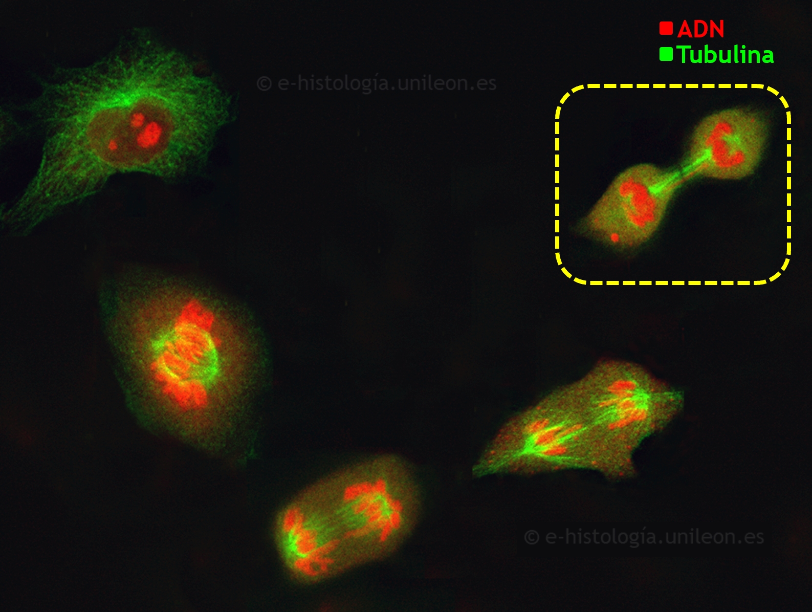 Componentes del citoesqueleto: inmunofluorescencia con anti-tubulina para visualizar  microtúbulos, centrosoma y ásteres. Núcleos teñidos con yoduro de propidio. Células en cultivo (imagen cedida por M. Lafarga, UCA - IDIVAL)