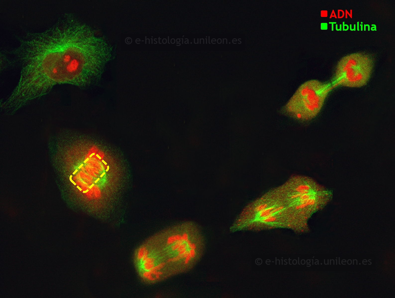 Componentes del citoesqueleto: inmunofluorescencia con anti-tubulina para visualizar  microtúbulos, centrosoma y ásteres. Núcleos teñidos con yoduro de propidio. Células en cultivo (imagen cedida por M. Lafarga, UCA - IDIVAL)