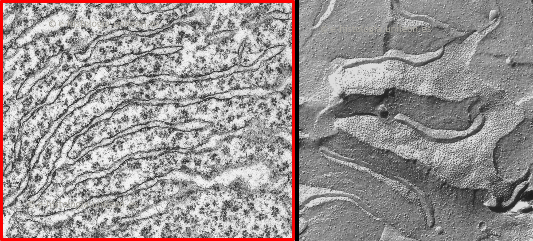 Sistema de endomembranas: cisternas del retículo endoplasmático rugoso (RER). MET y criofractura.