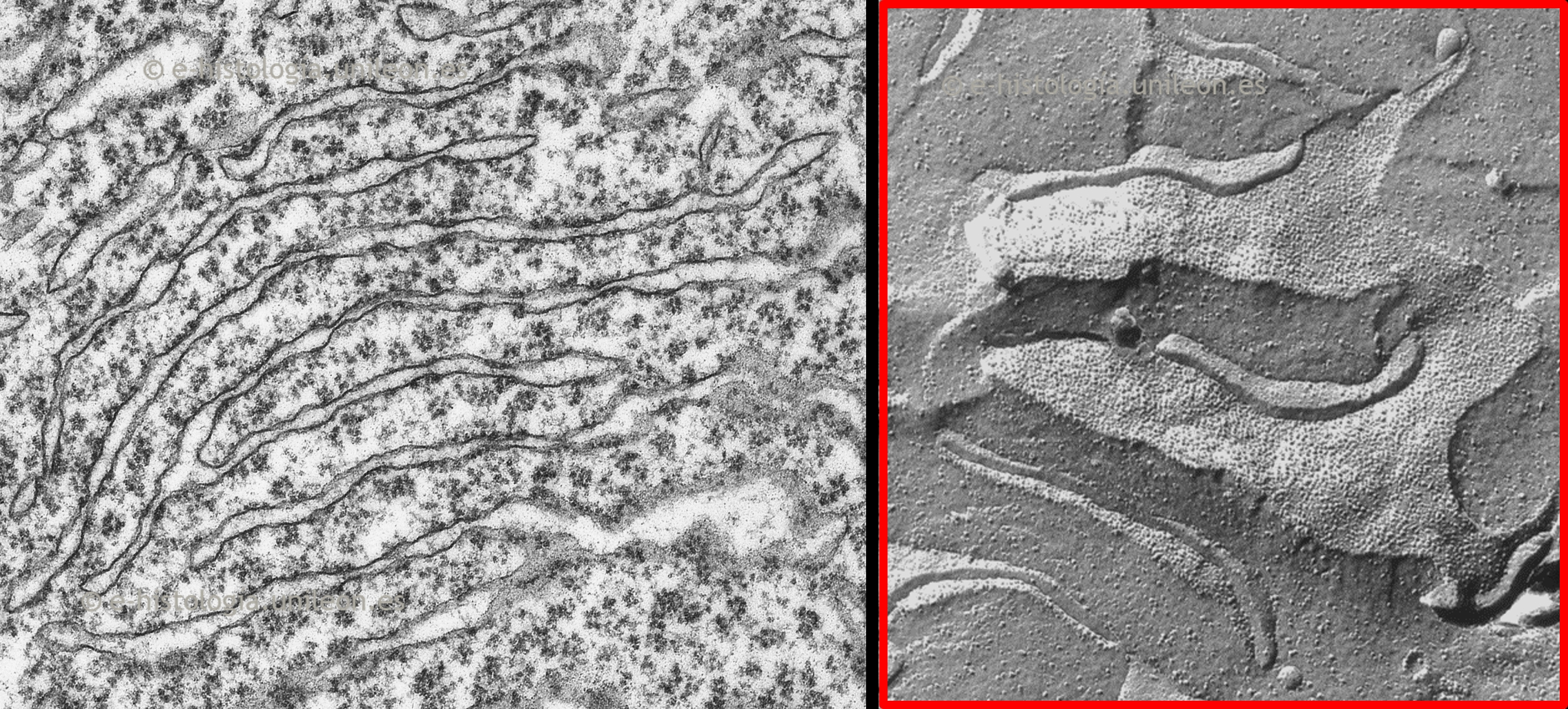 Sistema de endomembranas: cisternas del retículo endoplasmático rugoso (RER). MET y criofractura.