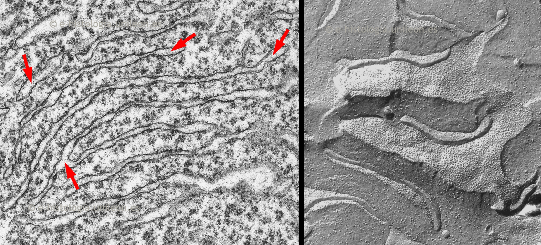 Sistema de endomembranas: cisternas del retículo endoplasmático rugoso (RER). MET y criofractura.