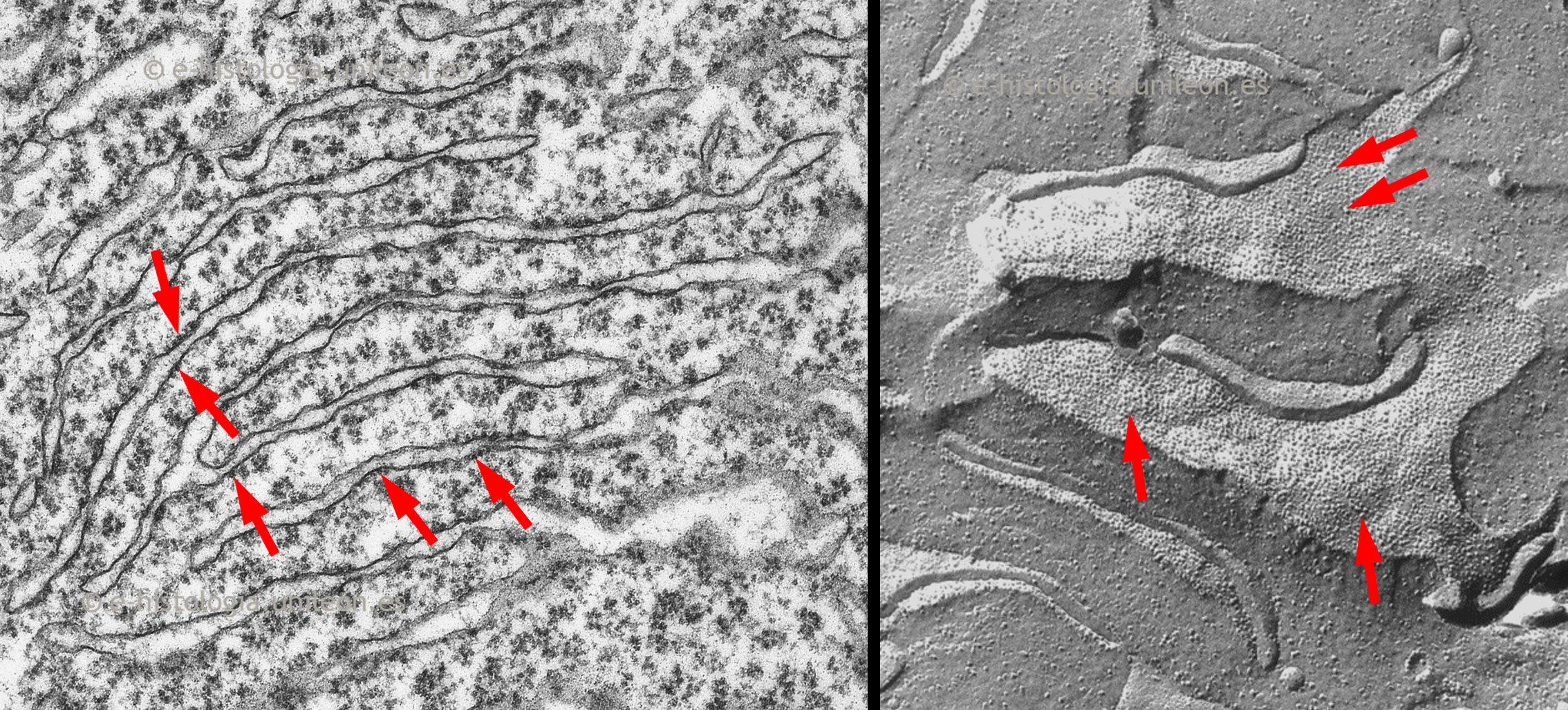 Sistema de endomembranas: cisternas del retículo endoplasmático rugoso (RER). MET y criofractura.