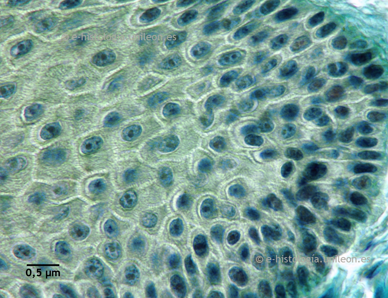 Corte oblicuo del estrato espinoso de epidermis de rata. Hemalumbre picroíndigo - azul alcián. x1.150