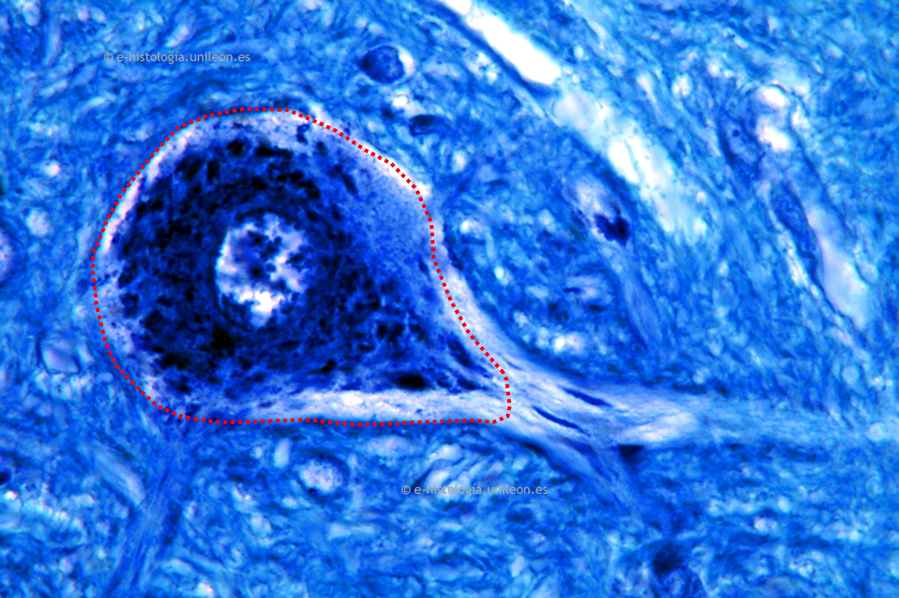 Soma neuronal del asta ventral de la médula espinal de rata