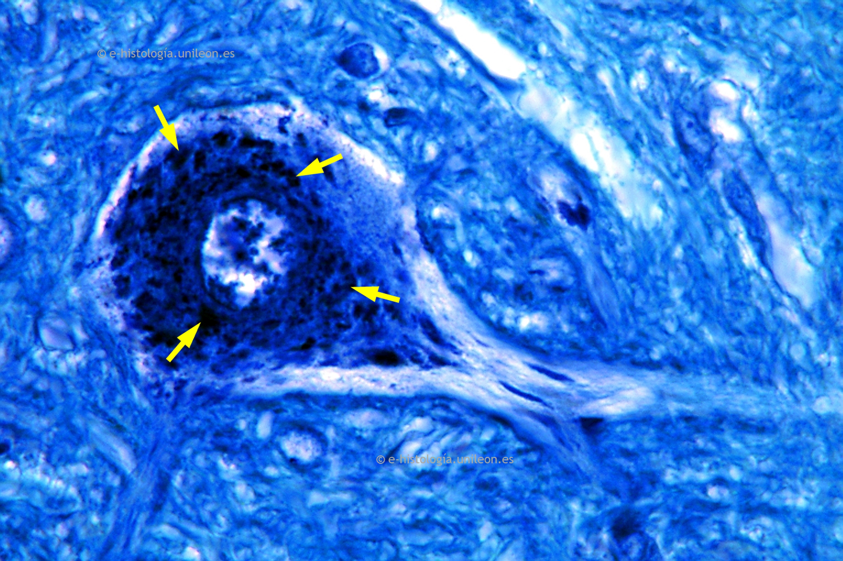 Soma neuronal del asta ventral de la médula espinal de rata